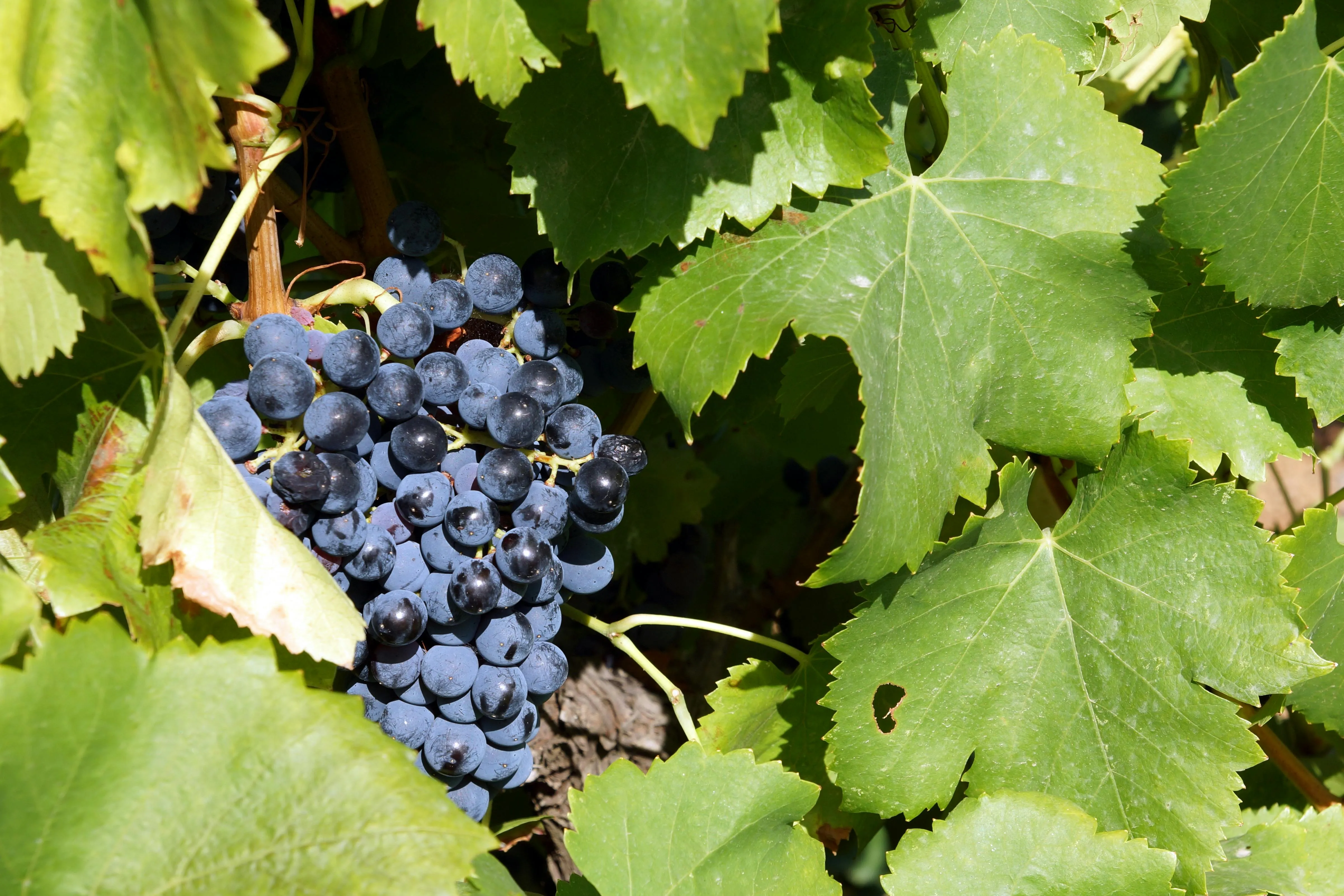 Vignoble de la Dozonnerie